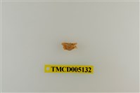 藏品(鋸額豆瓷蟹)的圖片